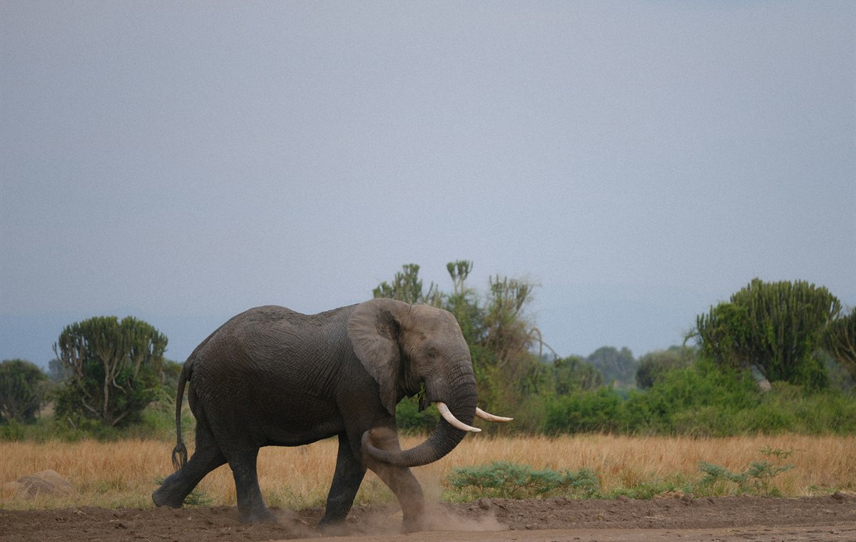 Elephant walking in Queen Elizabeth National Park, Uganda