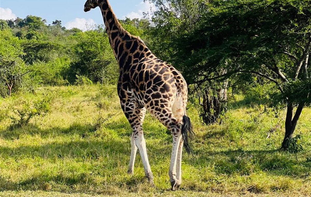 Giraffe in Lake Mburo National Park, Uganda